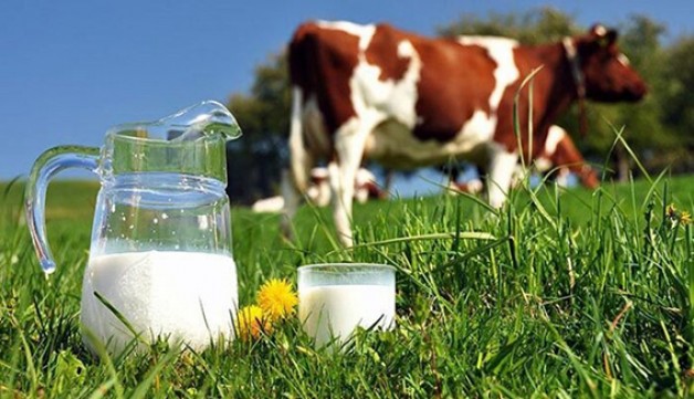 Süt üreticilerine destekleme ödemesi!