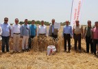 Karacabey’de ‘Yerli ve Milli’ buğday hasadı