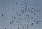 Ak pelikanların gökyüzü dansı