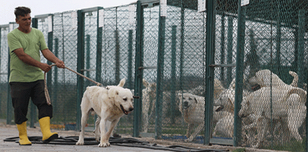 Akbaş köpekler TİGEM’de koruma altında!