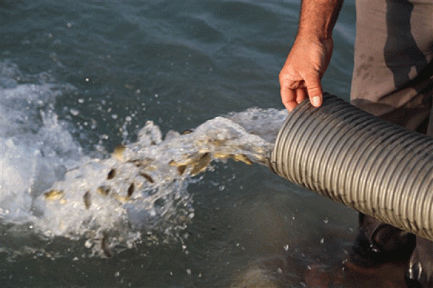 Barajlara bırakılan balıklardan ekonomiye katkı