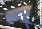 Dalyan Gölü’nde şaşırtan balık ölümleri!