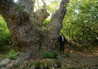 Dev çınar ağacı bin 100 yaşındaymış!