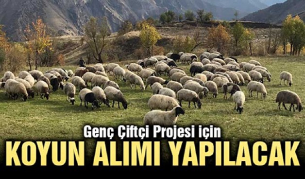 Genç Çiftçi Projesi için koyun ihalesi