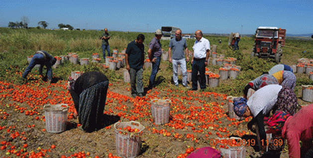 Karacabey’de domates hasadı başladı