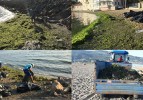 Plajlar yosunlardan arındırılıyor