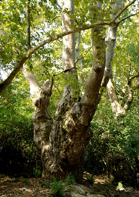Dev-çınar-ağacı-bin-100-yaşındaymış-2
