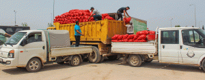 Karacabeyli-çiftçi-100-ton-soğan-bağışladı-2