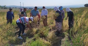 YERLİ-NOHUT-ÇEŞİTLERİNİN-HASADI-YAPILDI-2