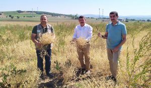 YERLİ-NOHUT-ÇEŞİTLERİNİN-HASADI-YAPILDI-3