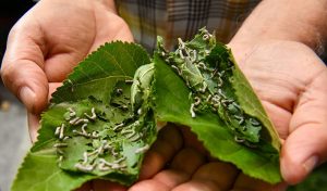 BURSA-İPEĞİ-MUSTAFAKEMALPAŞA’DA-KOZALARINDAN-DOĞUYOR-(1)