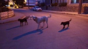 Başıboş köpek büyük sorun olmaya başladı-2