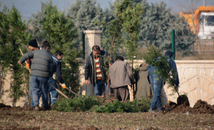 Karacabey-lavanta-kokacak-2