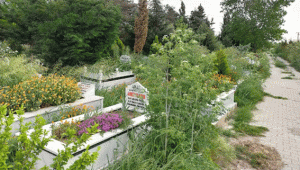 Kurban-Bayramı-öncesi-1